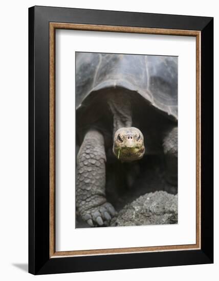 Giant Tortoise-DLILLC-Framed Photographic Print