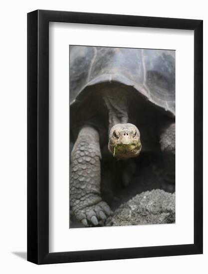 Giant Tortoise-DLILLC-Framed Photographic Print