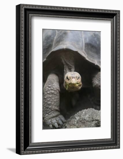 Giant Tortoise-DLILLC-Framed Photographic Print