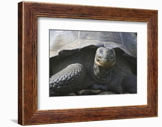 Giant Tortoise-DLILLC-Framed Photographic Print