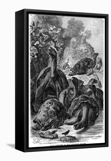 Giant Tortoises of the Galapagos Islands Which Were Observed by Darwin, 1894-null-Framed Premier Image Canvas