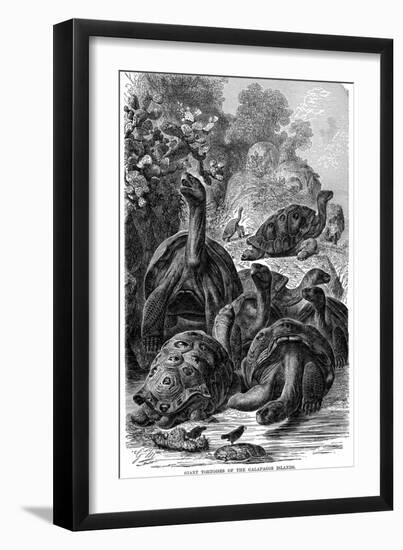 Giant Tortoises of the Galapagos Islands Which Were Observed by Darwin, 1894-null-Framed Giclee Print