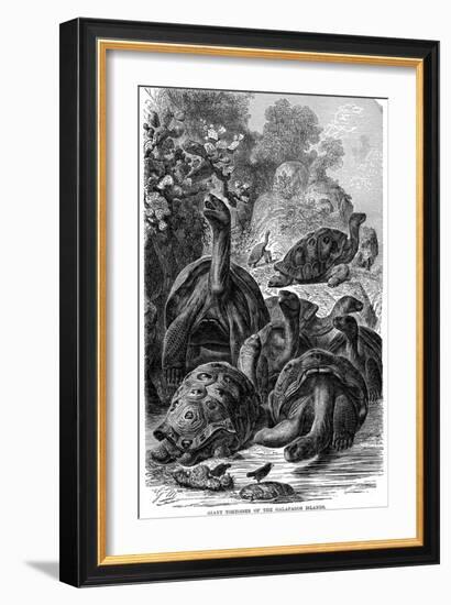 Giant Tortoises of the Galapagos Islands Which Were Observed by Darwin, 1894-null-Framed Giclee Print