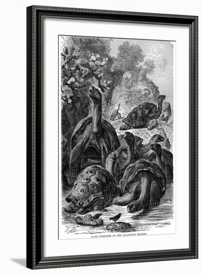 Giant Tortoises of the Galapagos Islands Which Were Observed by Darwin, 1894-null-Framed Giclee Print
