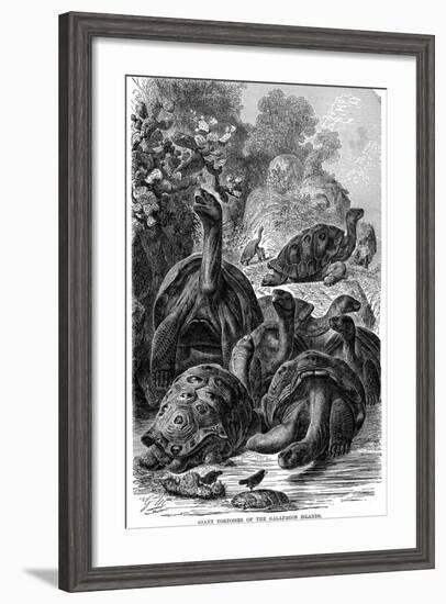 Giant Tortoises of the Galapagos Islands Which Were Observed by Darwin, 1894-null-Framed Giclee Print