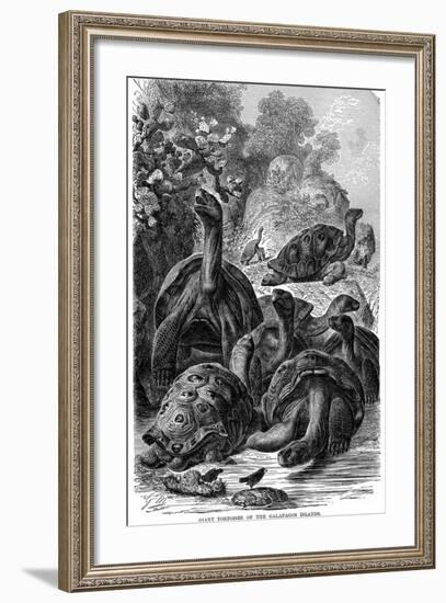 Giant Tortoises of the Galapagos Islands Which Were Observed by Darwin, 1894-null-Framed Giclee Print