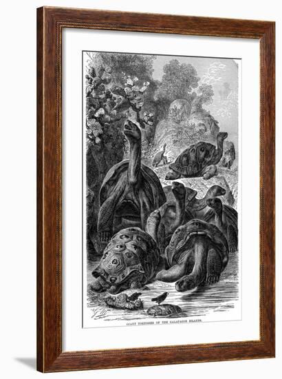 Giant Tortoises of the Galapagos Islands Which Were Observed by Darwin, 1894-null-Framed Giclee Print