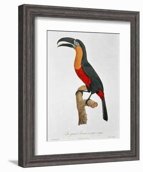 Giant Touraco, Engraved by Guyard-Jacques Barraband-Framed Giclee Print