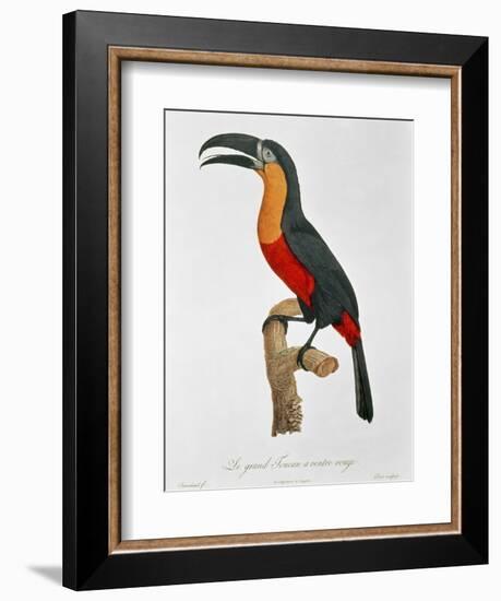 Giant Touraco, Engraved by Guyard-Jacques Barraband-Framed Giclee Print