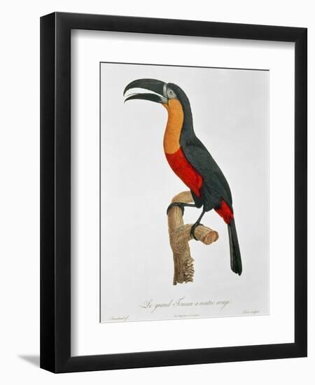 Giant Touraco, Engraved by Guyard-Jacques Barraband-Framed Giclee Print