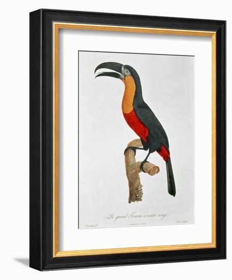 Giant Touraco, Engraved by Guyard-Jacques Barraband-Framed Giclee Print