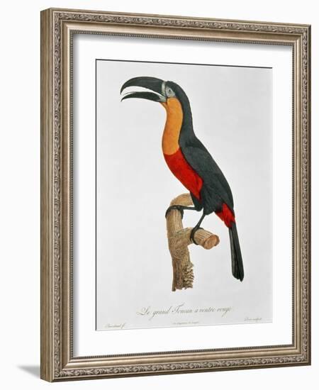 Giant Touraco, Engraved by Guyard-Jacques Barraband-Framed Giclee Print