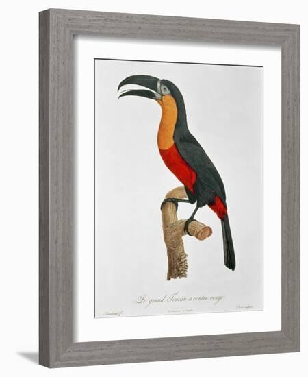 Giant Touraco, Engraved by Guyard-Jacques Barraband-Framed Giclee Print