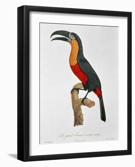 Giant Touraco, Engraved by Guyard-Jacques Barraband-Framed Giclee Print