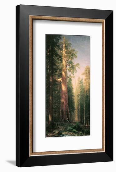 Giant Trees, Mariposa Grove, California-Albert Bierstadt-Framed Premium Giclee Print