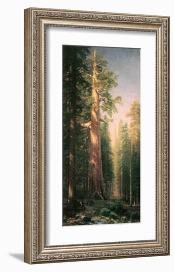 Giant Trees, Mariposa Grove, California-Albert Bierstadt-Framed Premium Giclee Print