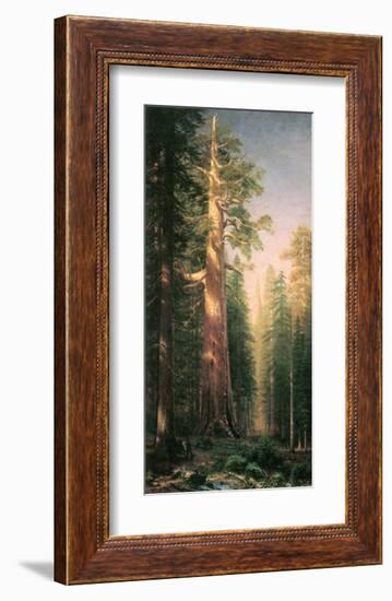 Giant Trees, Mariposa Grove, California-Albert Bierstadt-Framed Premium Giclee Print