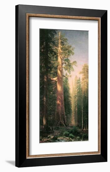 Giant Trees, Mariposa Grove, California-Albert Bierstadt-Framed Premium Giclee Print