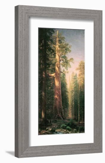 Giant Trees, Mariposa Grove, California-Albert Bierstadt-Framed Premium Giclee Print