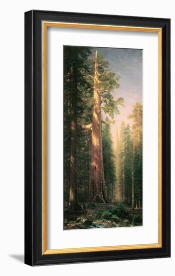 Giant Trees, Mariposa Grove, California-Albert Bierstadt-Framed Premium Giclee Print