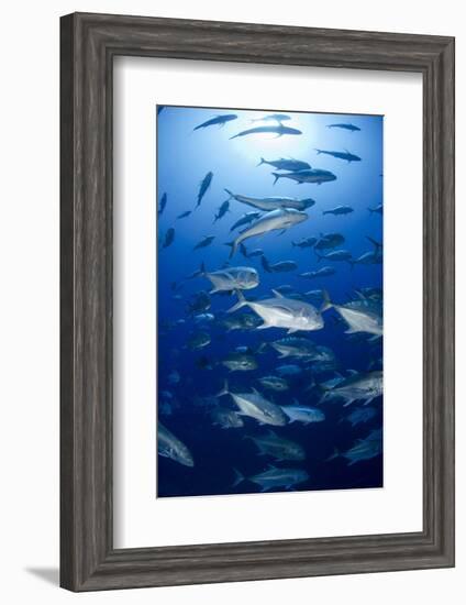 Giant Trevally (Caranx Ignobilis) Shoal Schooling-Mark Doherty-Framed Photographic Print