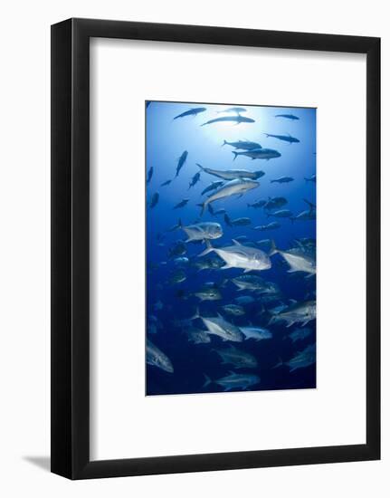 Giant Trevally (Caranx Ignobilis) Shoal Schooling-Mark Doherty-Framed Photographic Print