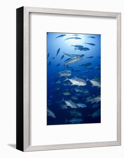 Giant Trevally (Caranx Ignobilis) Shoal Schooling-Mark Doherty-Framed Photographic Print