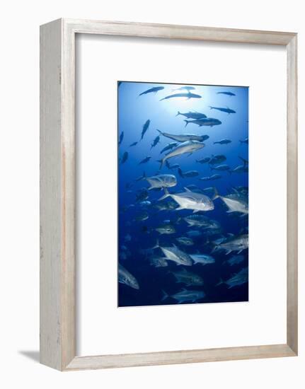 Giant Trevally (Caranx Ignobilis) Shoal Schooling-Mark Doherty-Framed Photographic Print