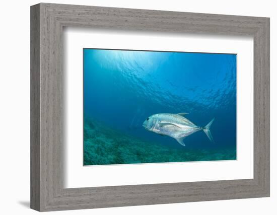 Giant Trevally (Caranx Ignobilis) Swimming Above Sea Grass Field-Mark Doherty-Framed Photographic Print