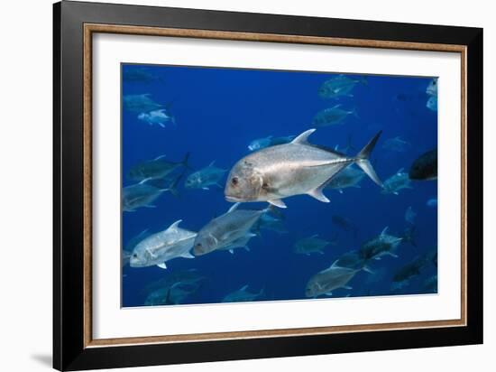Giant Trevally Fish-Georgette Douwma-Framed Photographic Print