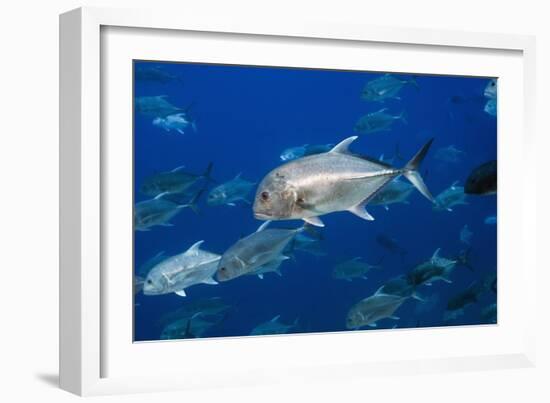 Giant Trevally Fish-Georgette Douwma-Framed Photographic Print