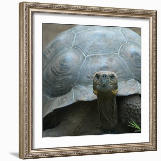 Giant Turtle, Galapagos Islands, Ecuador-javarman-Framed Photographic Print