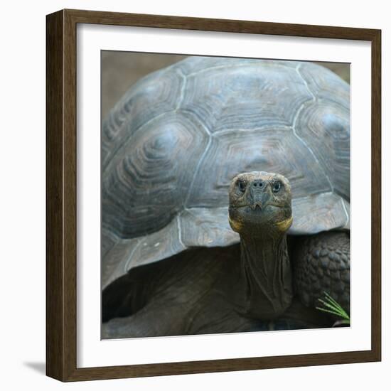 Giant Turtle, Galapagos Islands, Ecuador-javarman-Framed Photographic Print