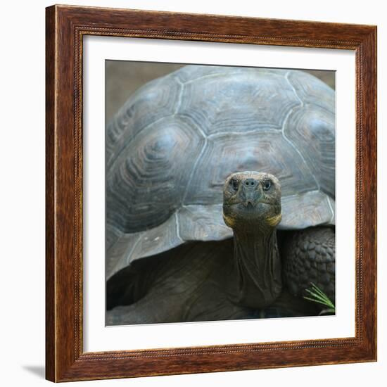 Giant Turtle, Galapagos Islands, Ecuador-javarman-Framed Photographic Print
