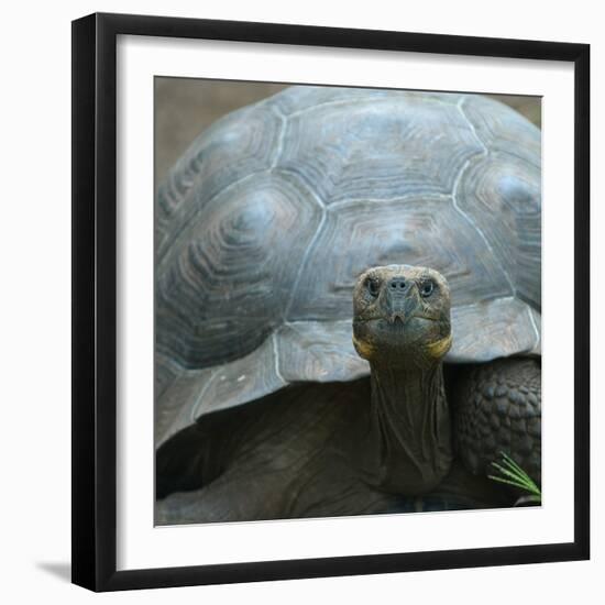 Giant Turtle, Galapagos Islands, Ecuador-javarman-Framed Photographic Print