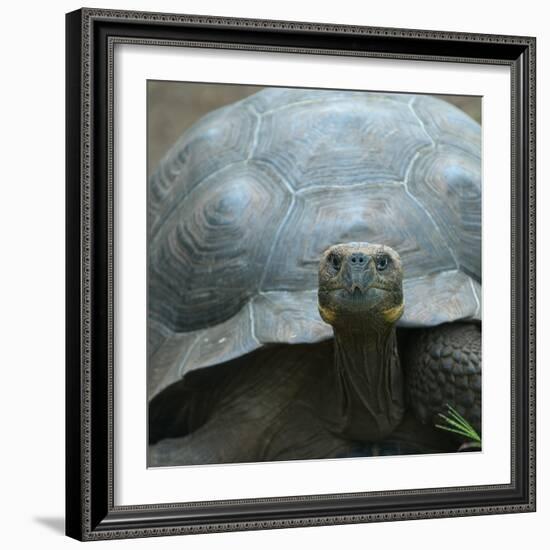 Giant Turtle, Galapagos Islands, Ecuador-javarman-Framed Photographic Print