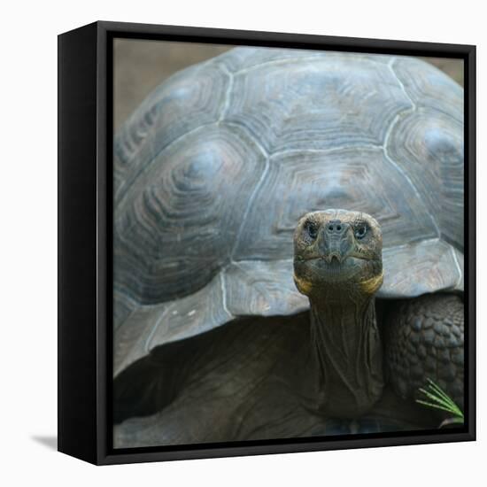 Giant Turtle, Galapagos Islands, Ecuador-javarman-Framed Stretched Canvas