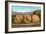 Giant Walnuts on Flatbed-null-Framed Art Print