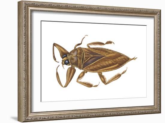 Giant Water Bug (Lethocerus Americanus), Electric Light Bug, Insects-Encyclopaedia Britannica-Framed Art Print