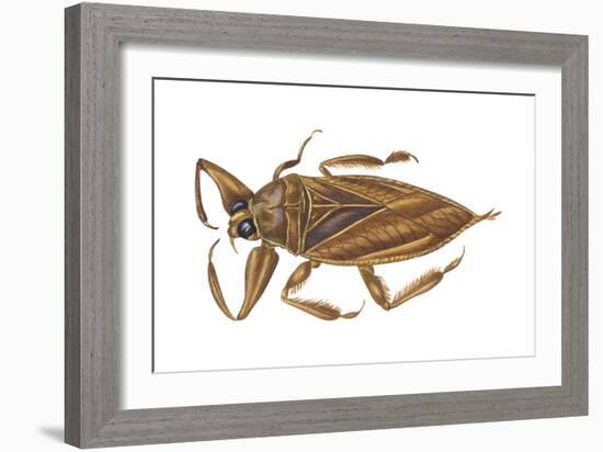 Giant Water Bug (Lethocerus Americanus), Electric Light Bug, Insects-Encyclopaedia Britannica-Framed Art Print