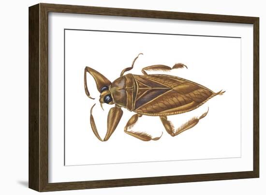 Giant Water Bug (Lethocerus Americanus), Electric Light Bug, Insects-Encyclopaedia Britannica-Framed Art Print