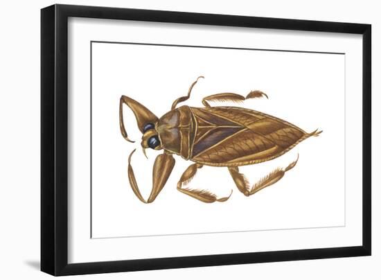 Giant Water Bug (Lethocerus Americanus), Electric Light Bug, Insects-Encyclopaedia Britannica-Framed Art Print