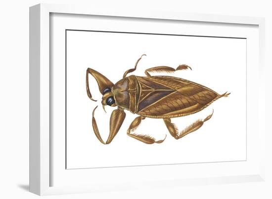 Giant Water Bug (Lethocerus Americanus), Electric Light Bug, Insects-Encyclopaedia Britannica-Framed Art Print