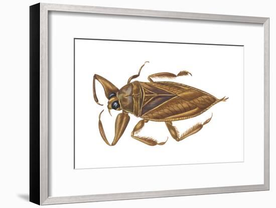 Giant Water Bug (Lethocerus Americanus), Electric Light Bug, Insects-Encyclopaedia Britannica-Framed Art Print