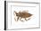 Giant Water Bug (Lethocerus Americanus), Electric Light Bug, Insects-Encyclopaedia Britannica-Framed Art Print