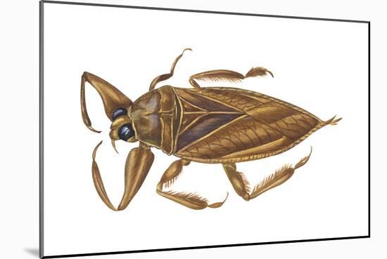 Giant Water Bug (Lethocerus Americanus), Electric Light Bug, Insects-Encyclopaedia Britannica-Mounted Art Print