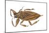 Giant Water Bug (Lethocerus Americanus), Electric Light Bug, Insects-Encyclopaedia Britannica-Mounted Art Print