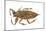 Giant Water Bug (Lethocerus Americanus), Electric Light Bug, Insects-Encyclopaedia Britannica-Mounted Art Print