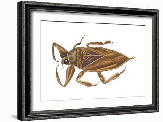 Giant Water Bug (Lethocerus Americanus), Electric Light Bug, Insects-Encyclopaedia Britannica-Framed Art Print