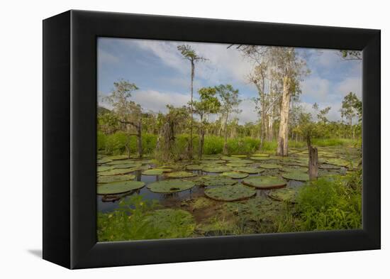 Giant Water Lilies Only Found in the Amazon on the Flood Plains-Mallorie Ostrowitz-Framed Premier Image Canvas